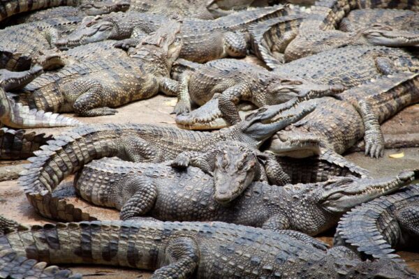 Crocodile bank park chennai