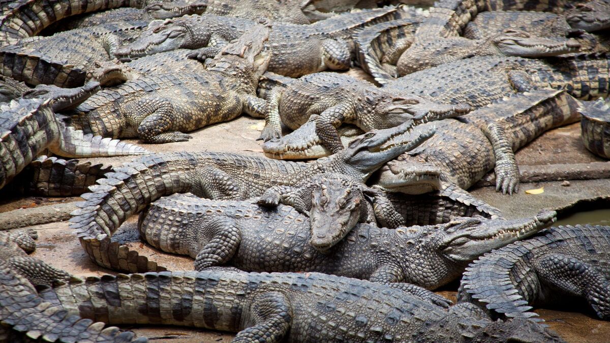 Crocodile bank park chennai