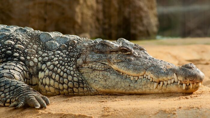 Crocodile Park in ECR road Chennai