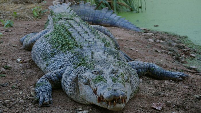 The Madras Crocodile Bank Trust & Centre for Herpetology