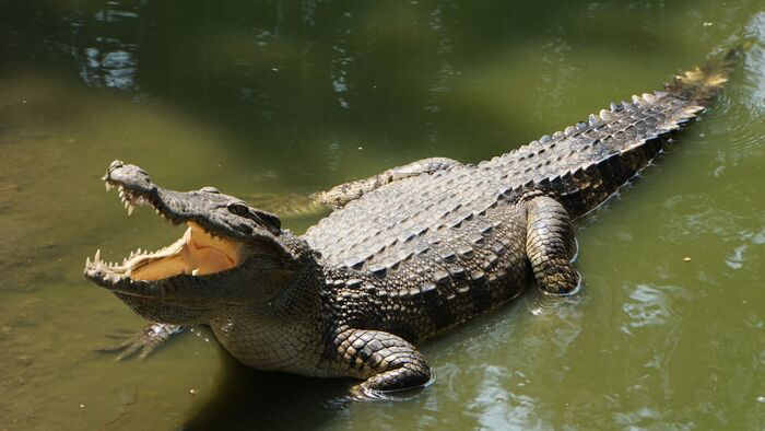 The Madras Crocodile Bank in Chennai